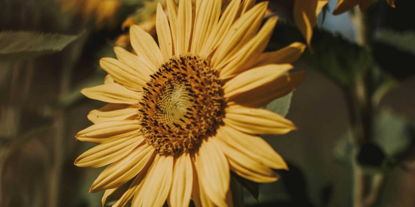 olio di semi di girasole: scopri i benefici