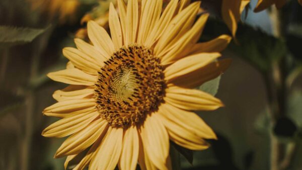 olio di semi di girasole: scopri i benefici