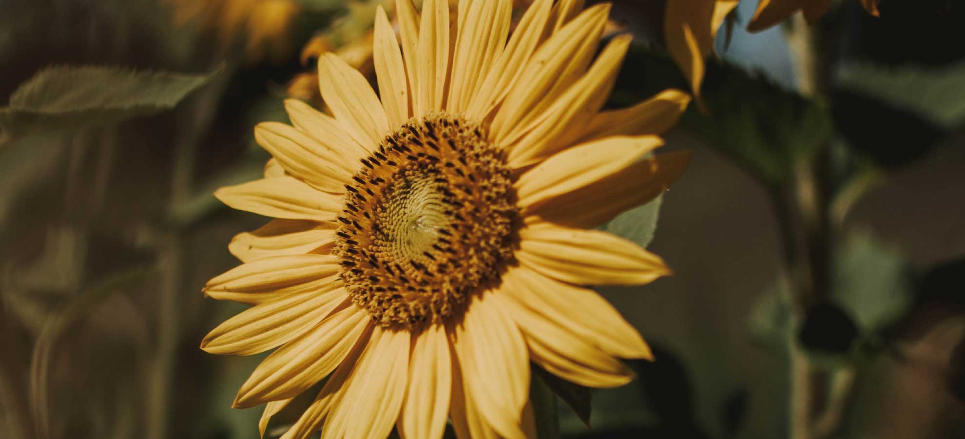 olio di semi di girasole: scopri i benefici